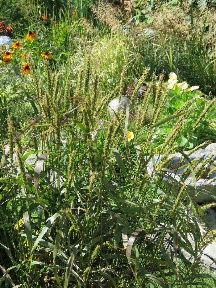 Щетинник сизый - setaria glauca