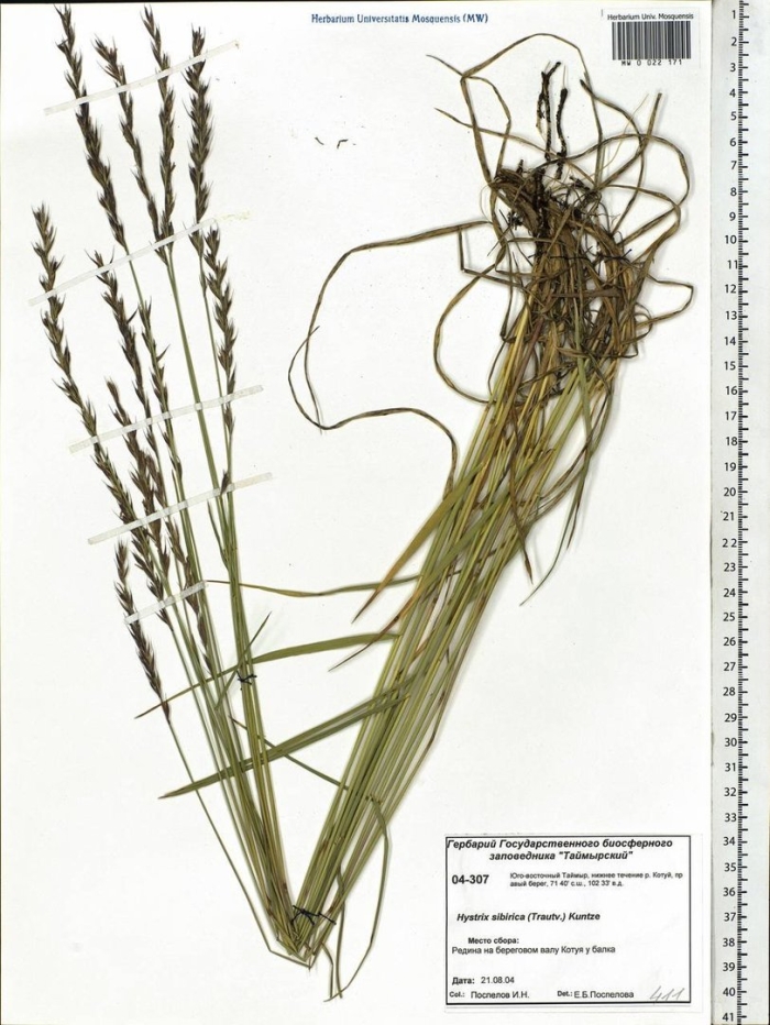 Calamagrostis canescens