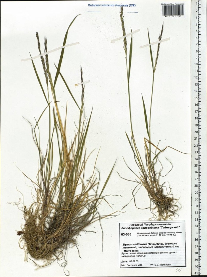 Пырейник сибирский семена