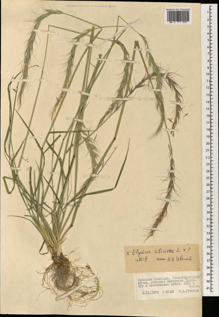 Пырейник сибирский