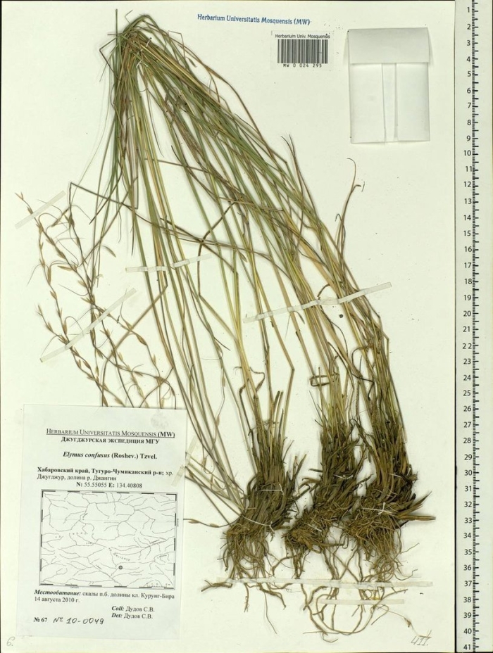 Овсяница желобчатая ареал