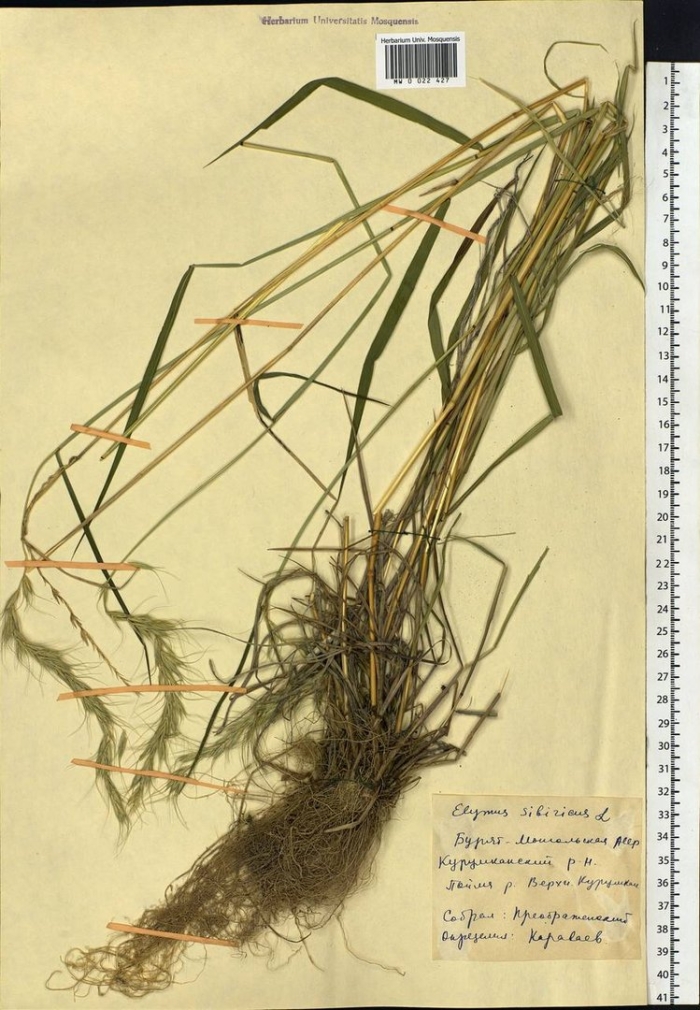 Brachypodium sylvaticum