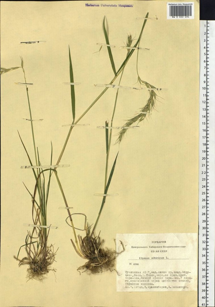 Кострец (костер) безостый.
