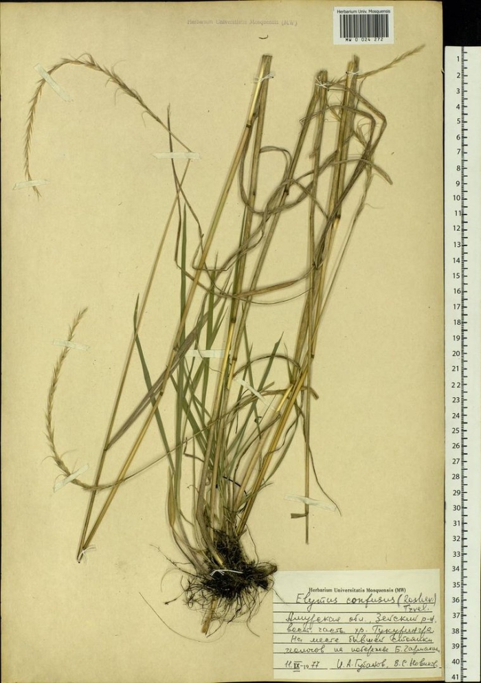 Пырей ползучий корневища