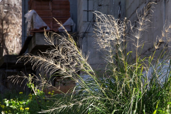 Мискантус китайский gracillimus