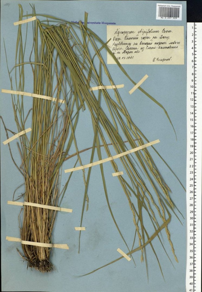 Ковыль залесского stipa zalesskii