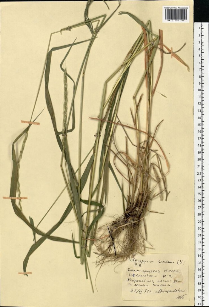 Пырейник собачий