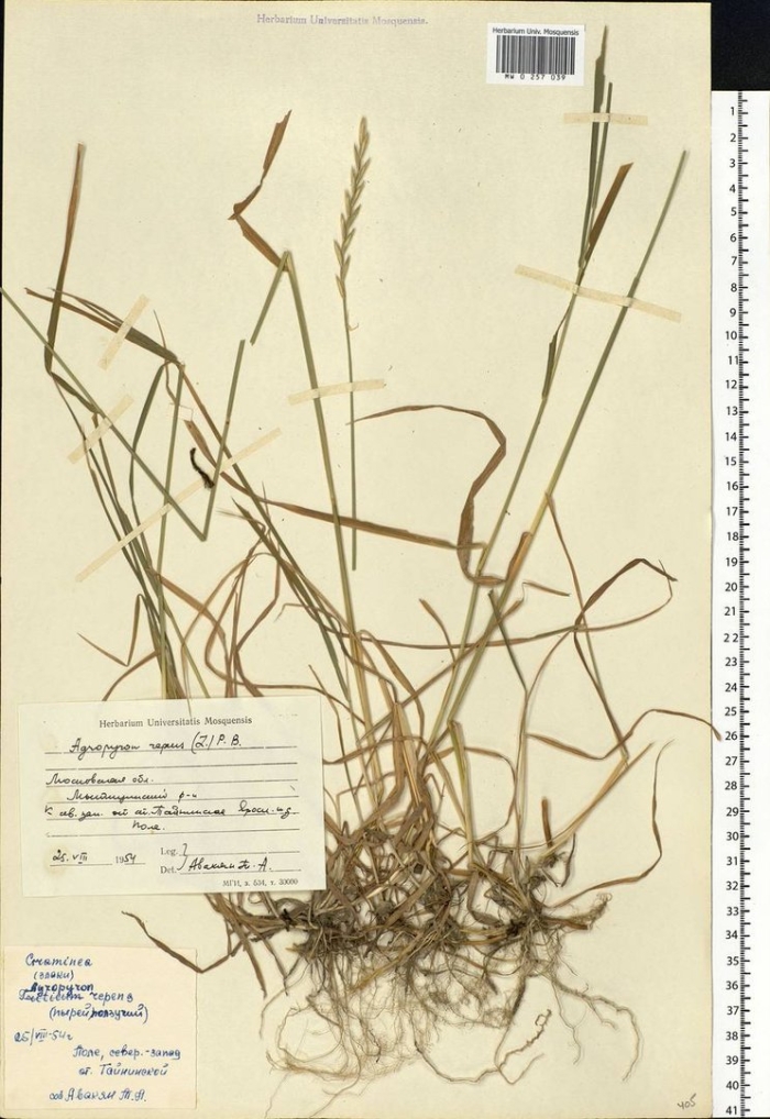 Пырей ползучий гербарий