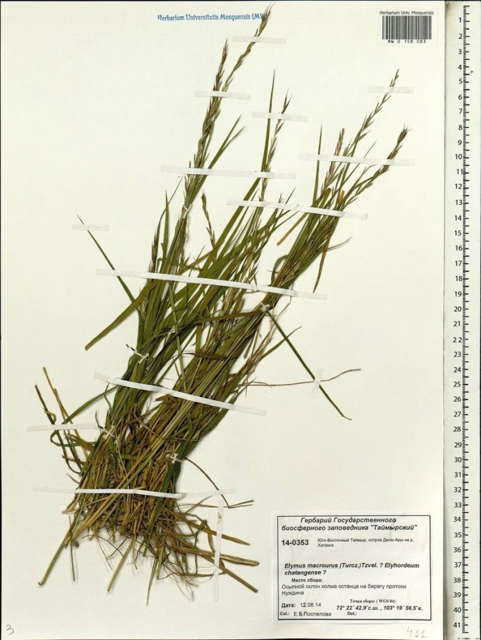 Elymus macrourus