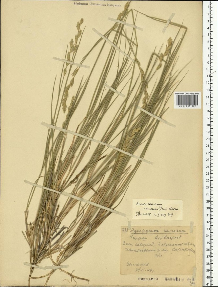 Овсяница фестука готье