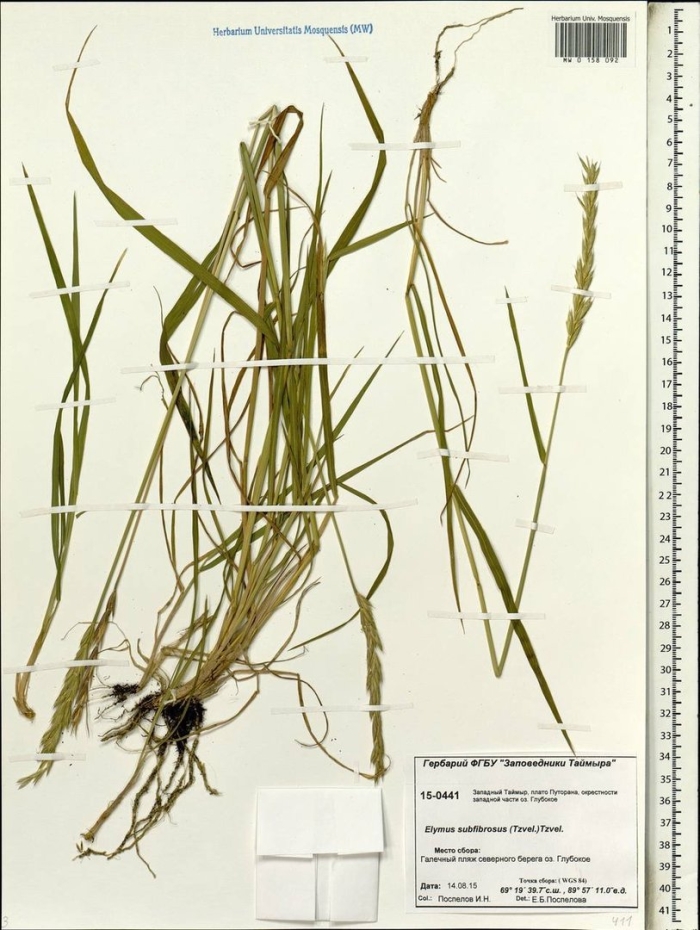 Пырейник волокнистый