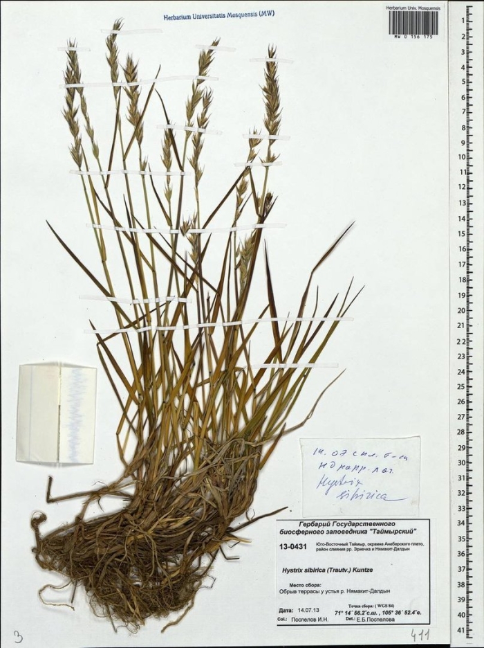 Мятлик сибирский