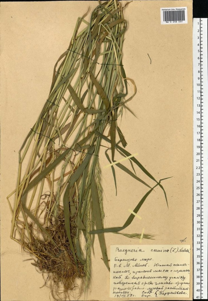 Пырейник собачий