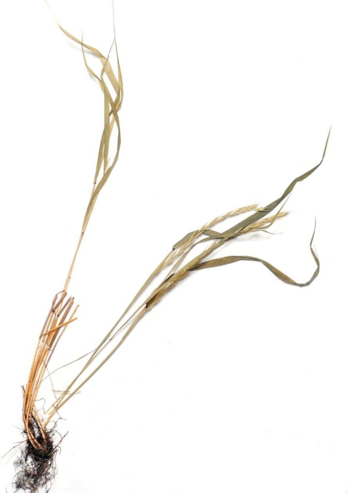 Пырейник сибирский