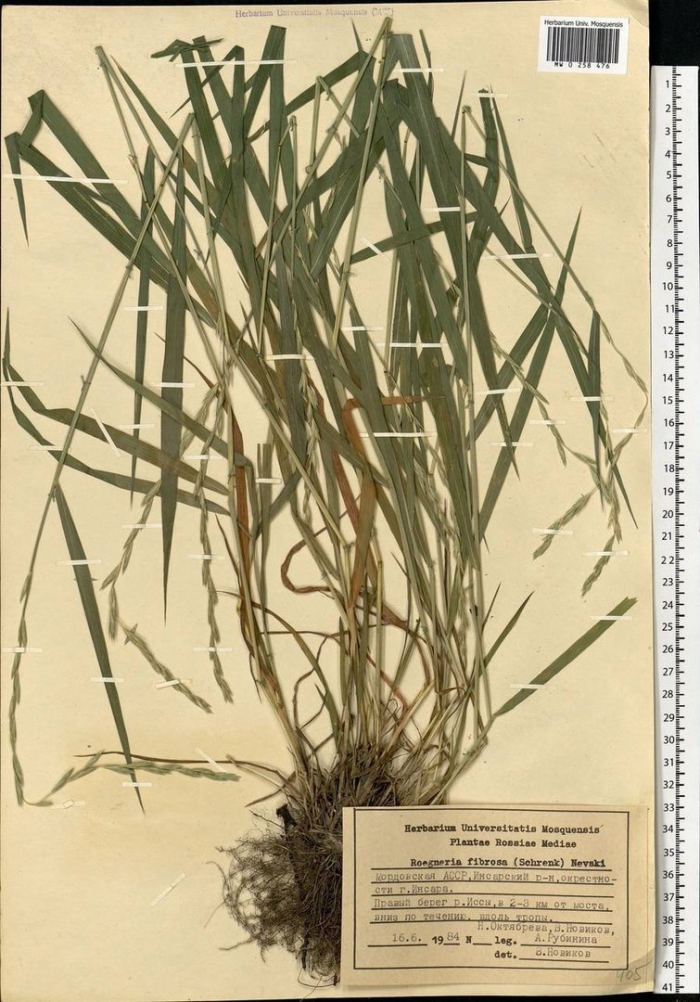Brachypodium sylvaticum