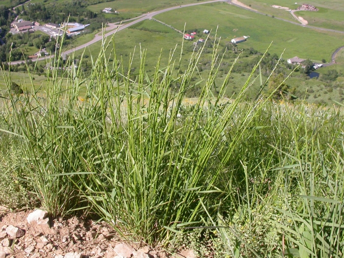 Elymus trachycaulus