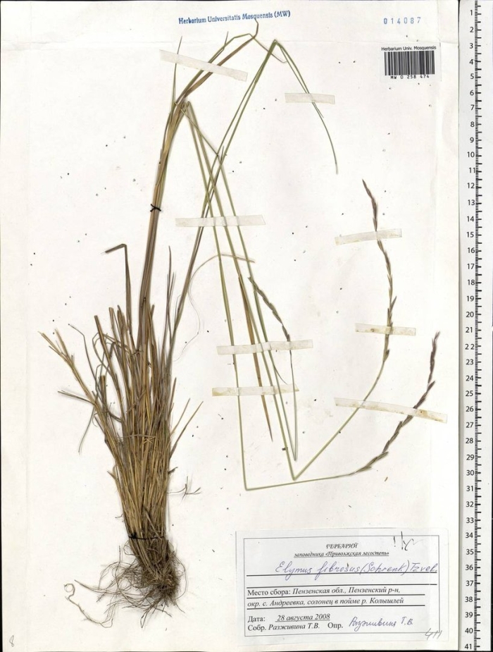 Осока гладконосая (carex leiorhyncha)