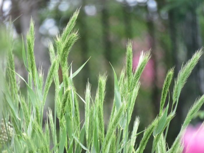 Злаковые сорняки