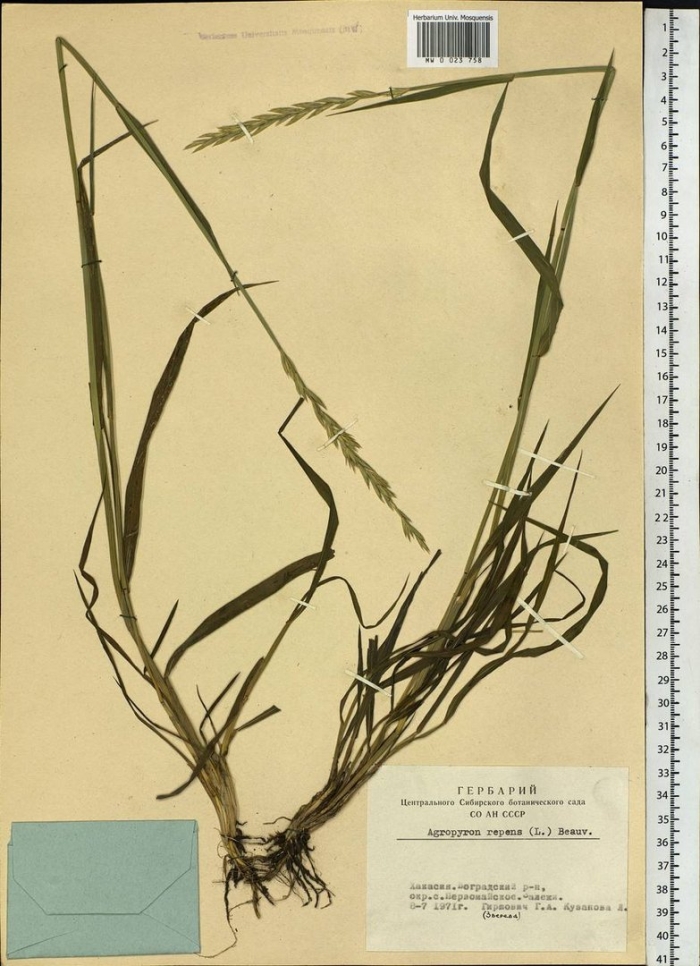 Пырей ползучий