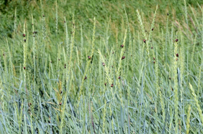 Волоснец кистистый