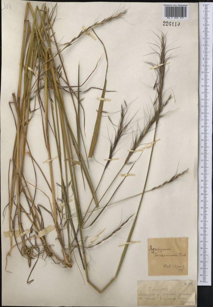 Житняк гребенчатый agropyron cristatum
