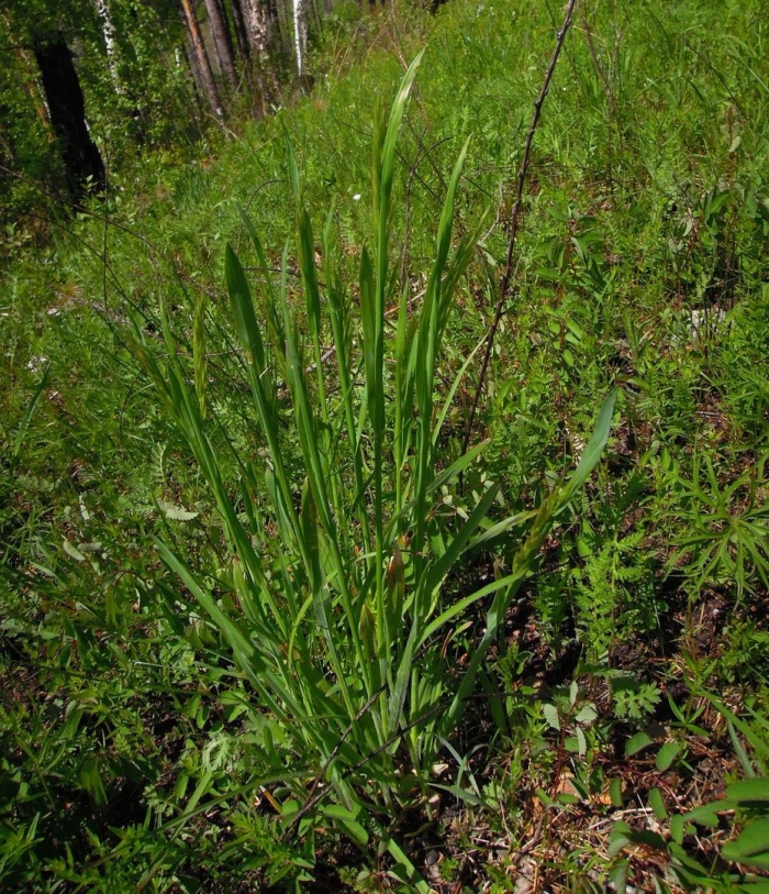 Вейник тростниковидный