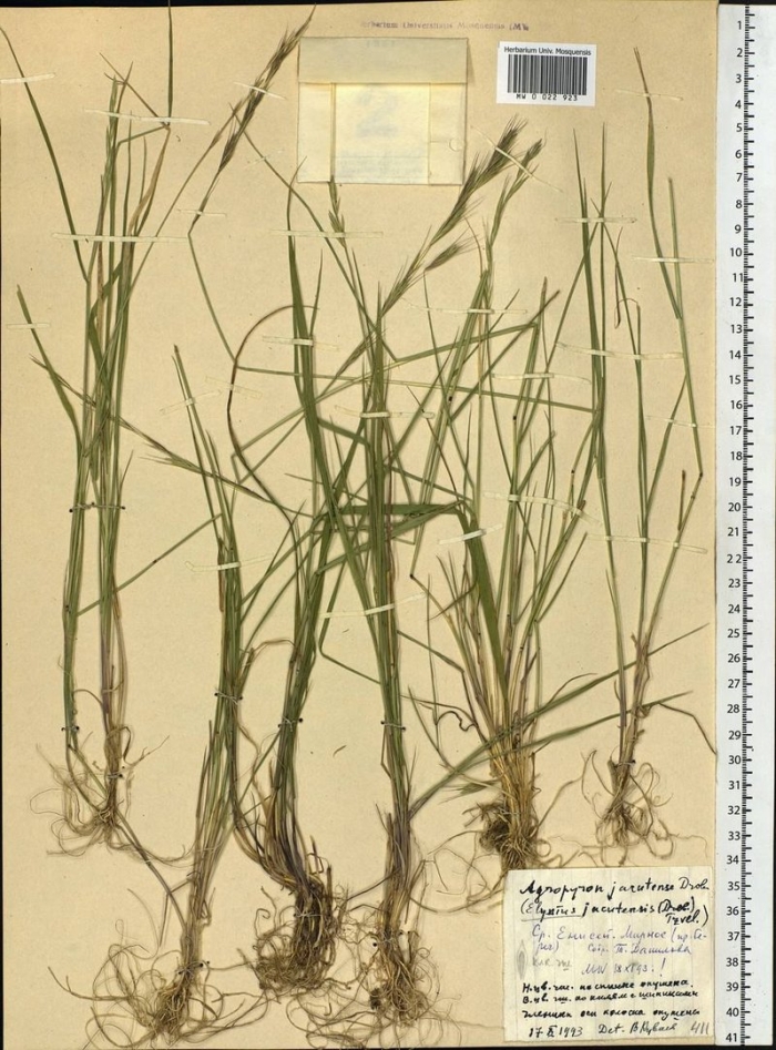 Осока дернистая carex cespitosa