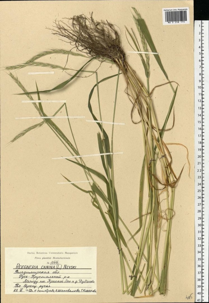 Пырейник собачий