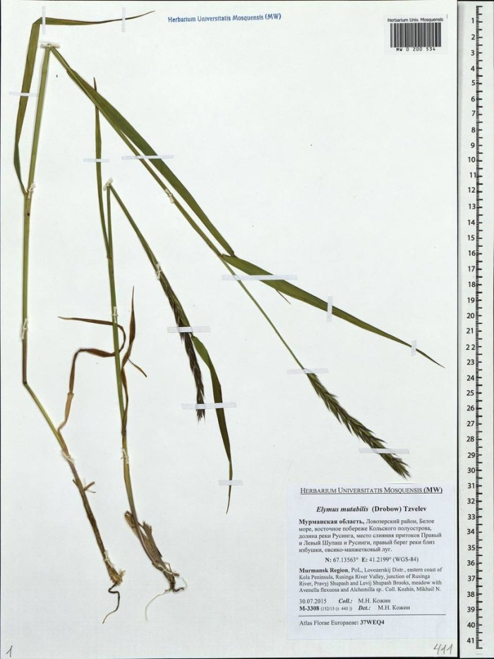 Кострец безостый пестролистный