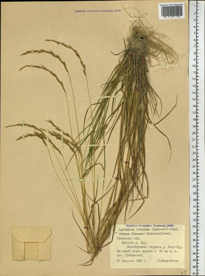 Пырейник волокнистый