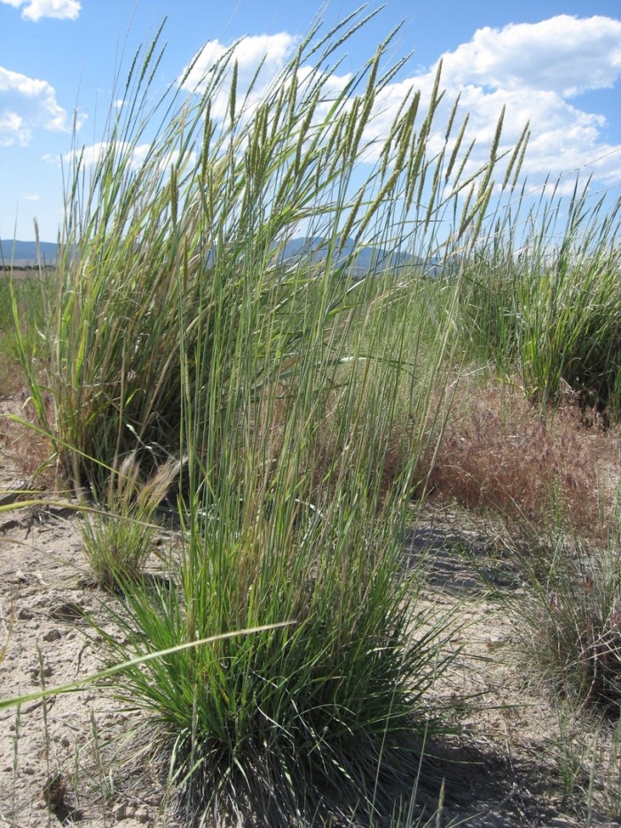 Ковыль сарептский (stipa sareptana)