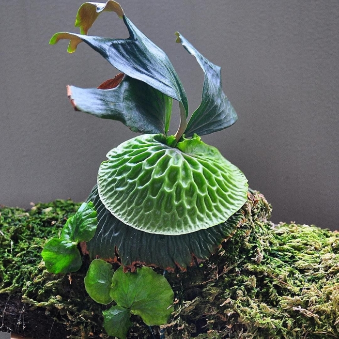 Platycerium madagascariense