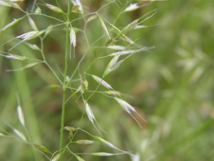 Helictotrichon pubescens