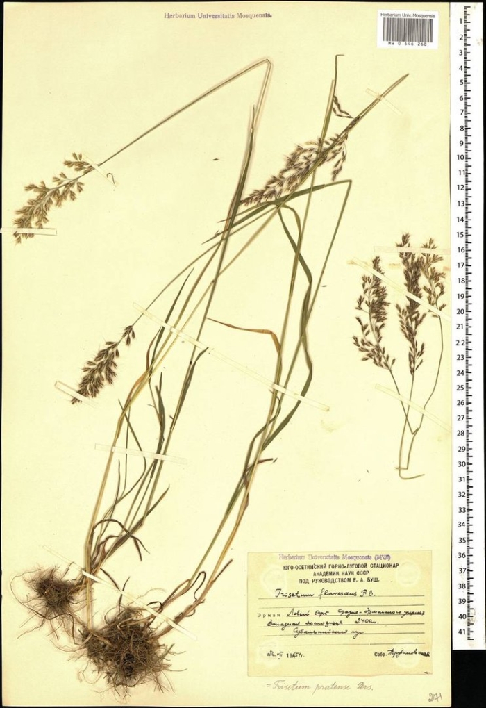 Мятлик обыкновенный царство
