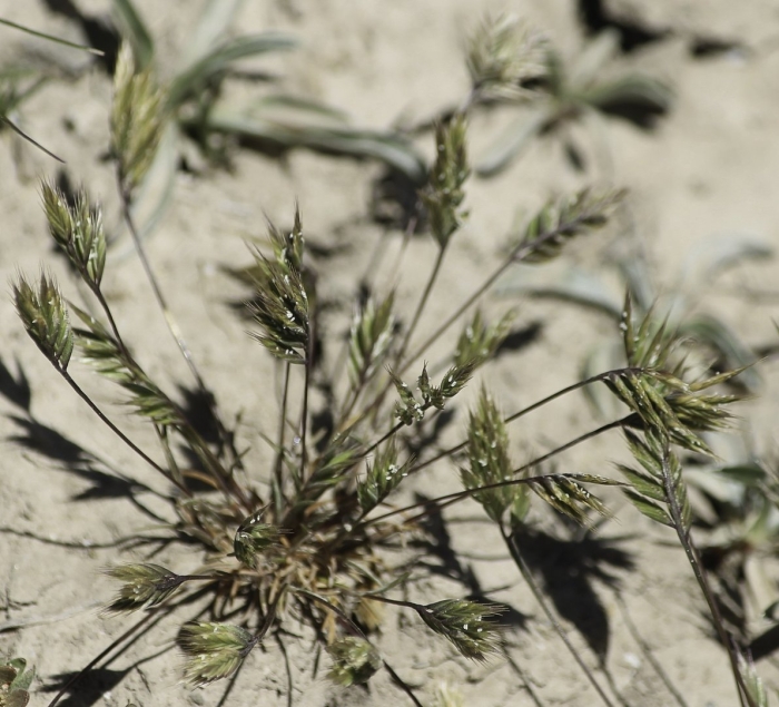 Аргентинский мятлик