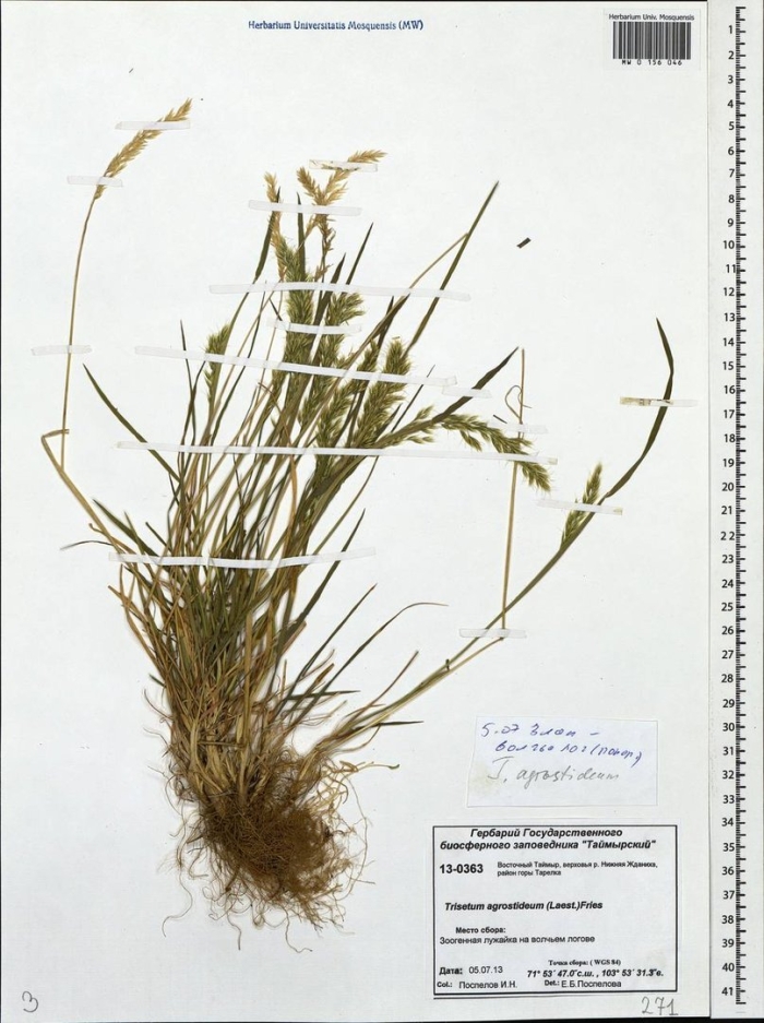 Мятлик луговой