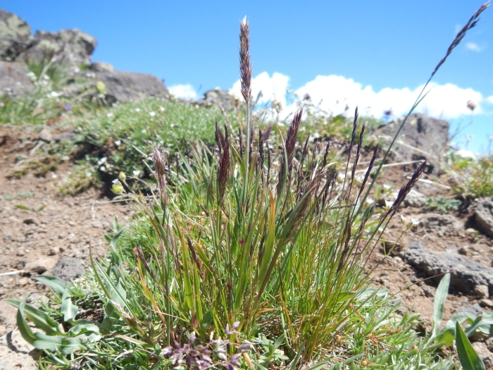 Anthoxanthum odoratum