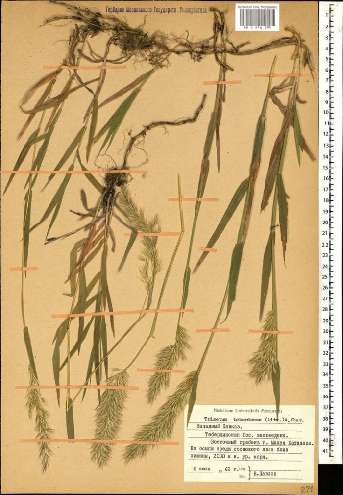 Пырейник сибирский