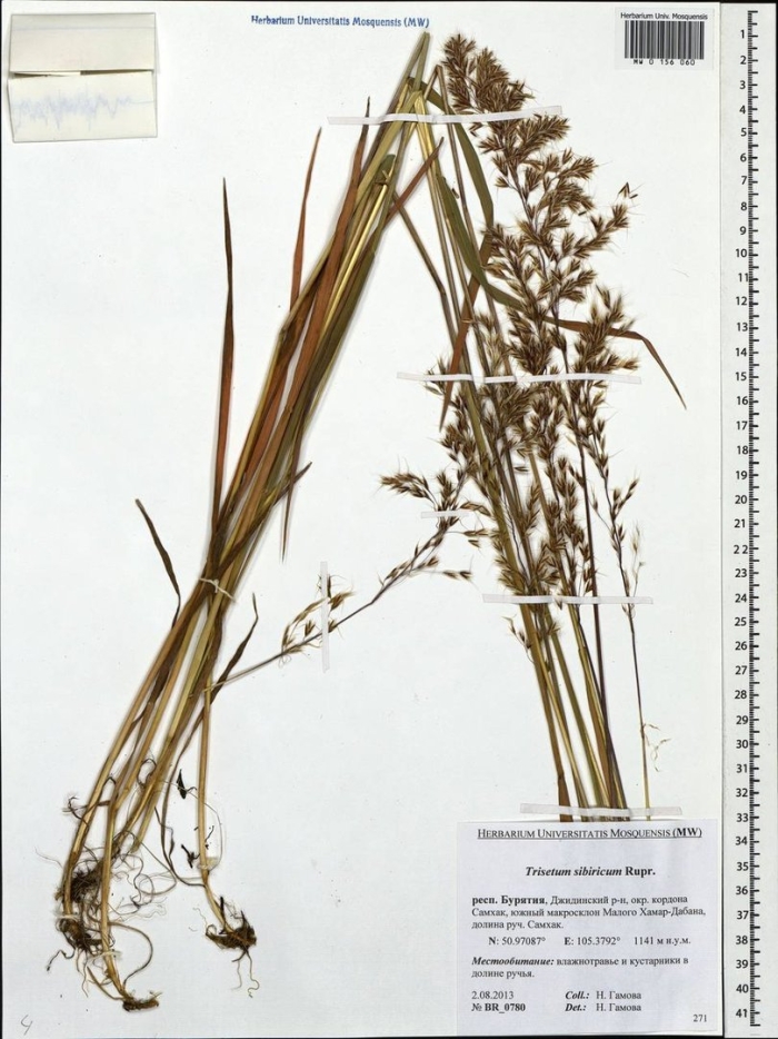 Трищетинник сибирский trisetum sibiricum rupr.
