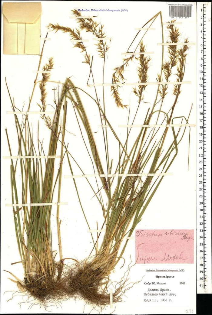 Trisetum turcicum