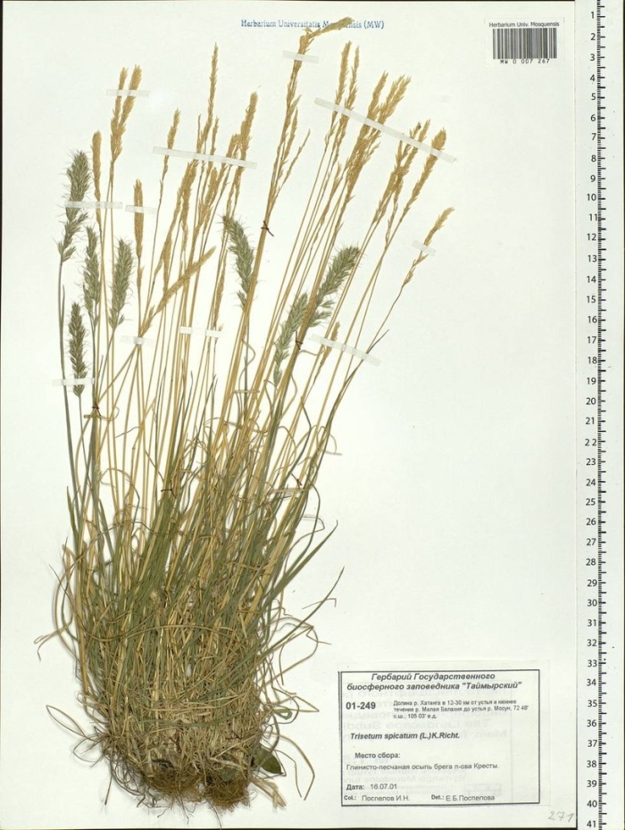 Тонконог сизый koeleria glauca