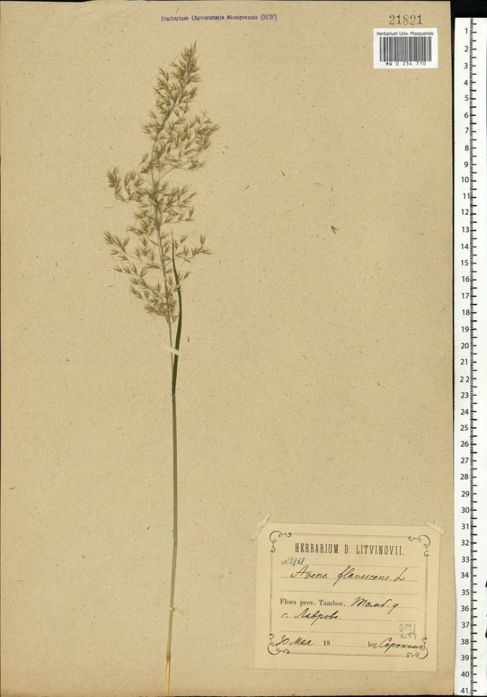 Полевица тонкая