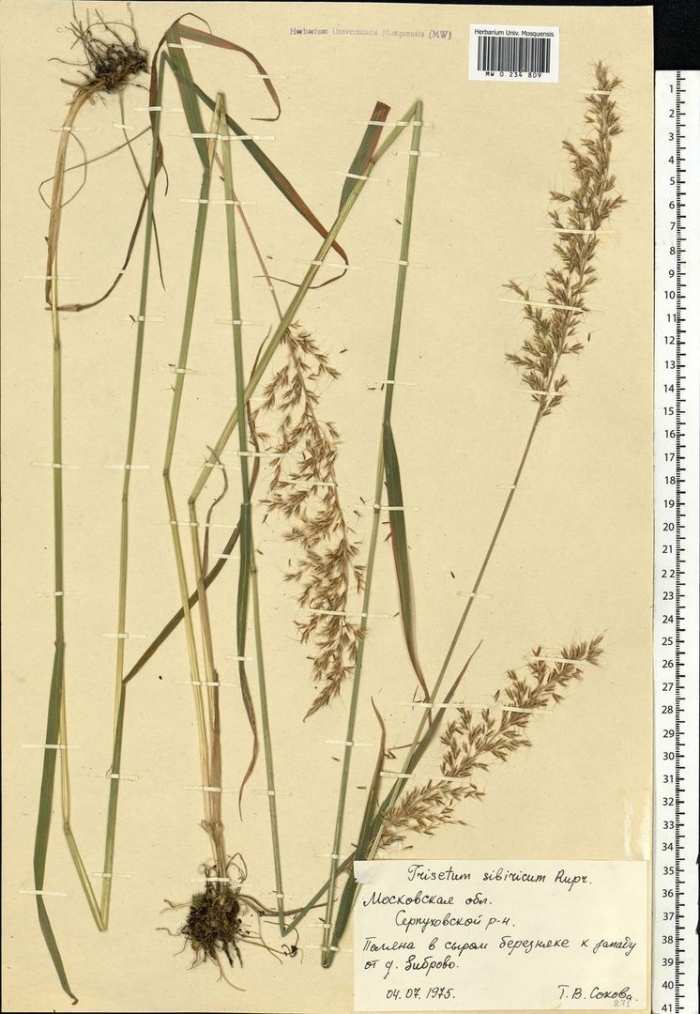 Мятлик болотный