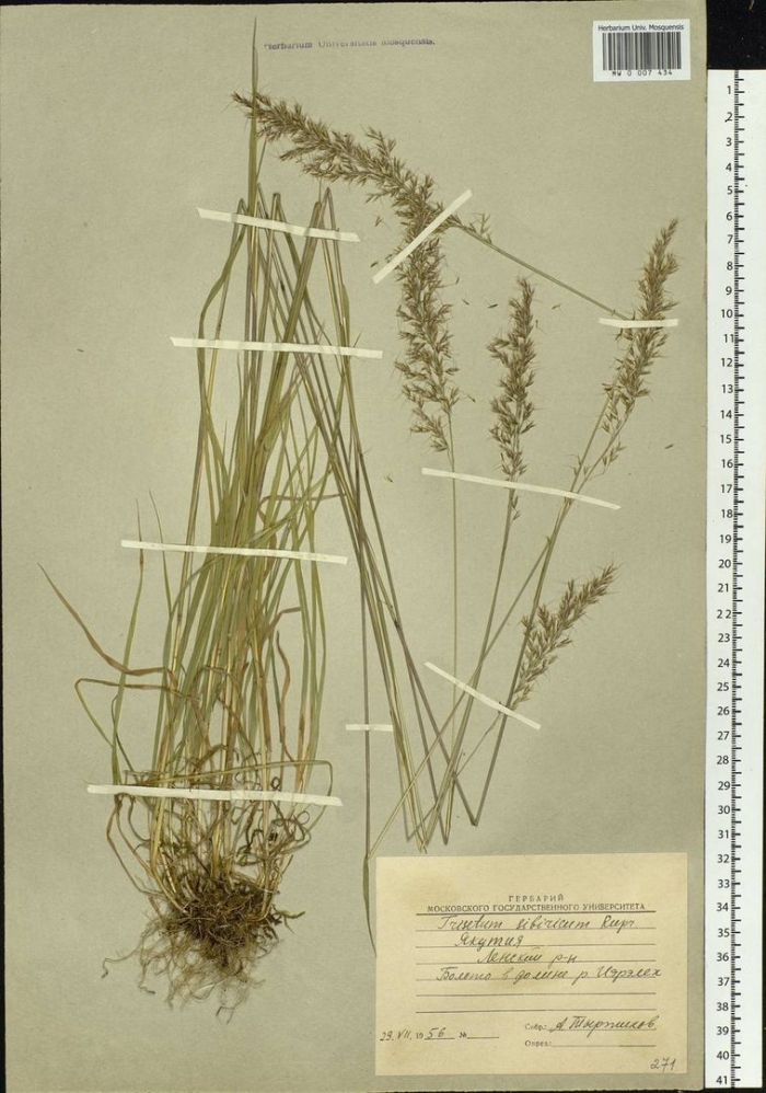 Трищетинник сибирский