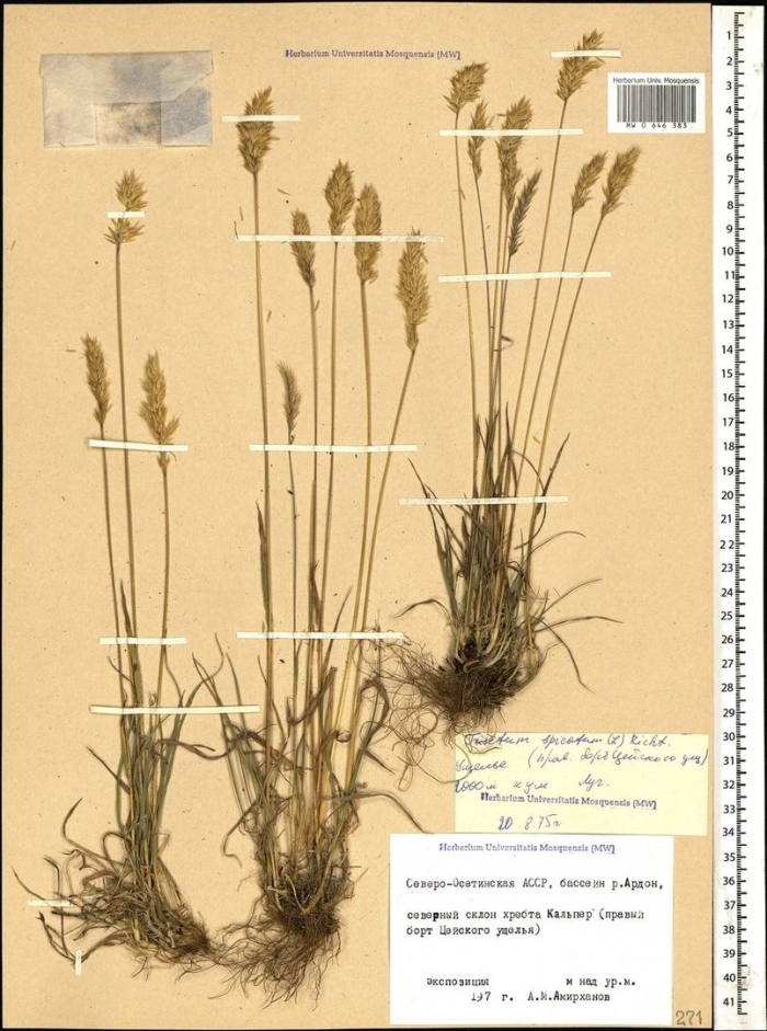 Тонконог гребенчатый