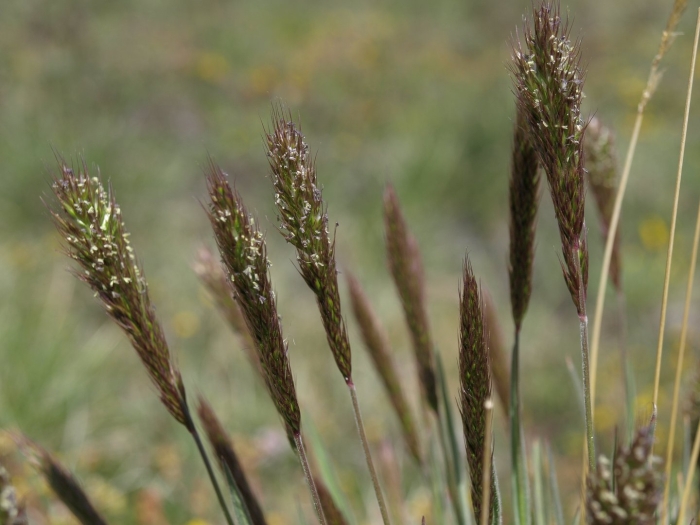 Trisetum paniceum