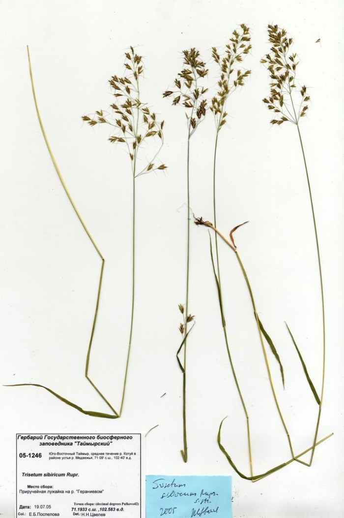 Мятлик гребнникоподобный