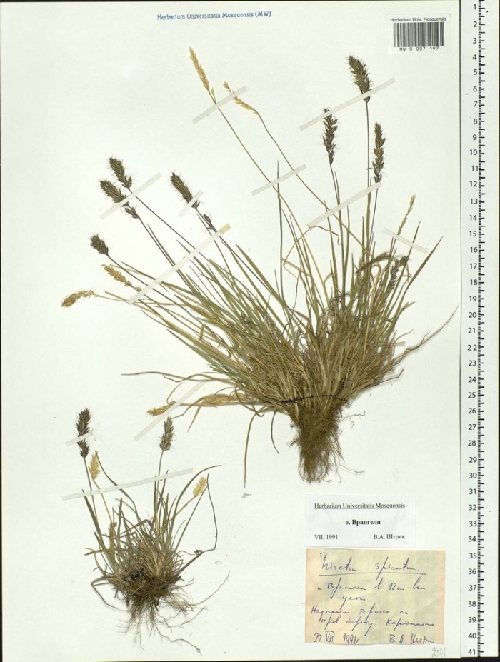 Мятлик врангелевский