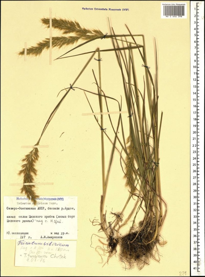 Calamagrostis epigejos
