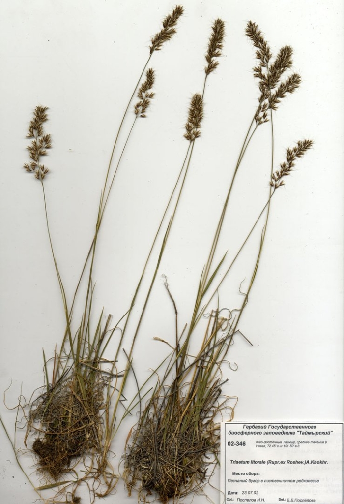 Мятлик сибирский